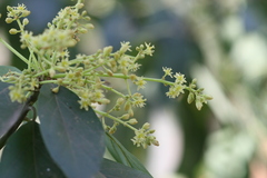 Persea americana